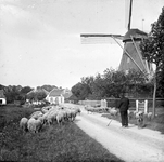 811959 Afbeelding van een schaapsherder met zijn kudde schapen te Zuilen; rechts de korenmolen De Hoop.N.B. Dit ...